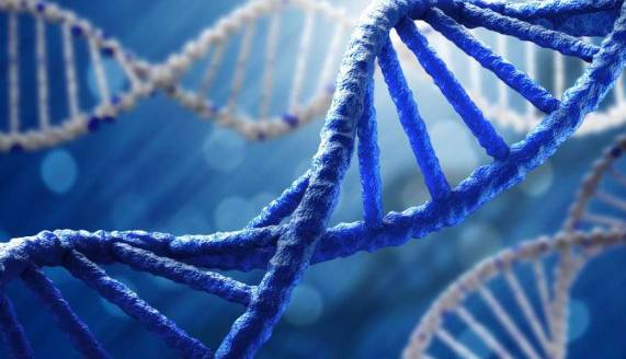 افرادی که شبیه هم هستند، احتمالا DNA مشابهی دارند