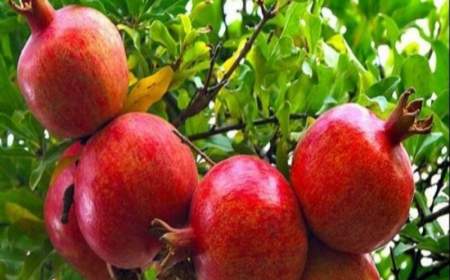 دانشمندان می‌گویند چیزی در این میوه وجود دارد که ضد آلزایمر است